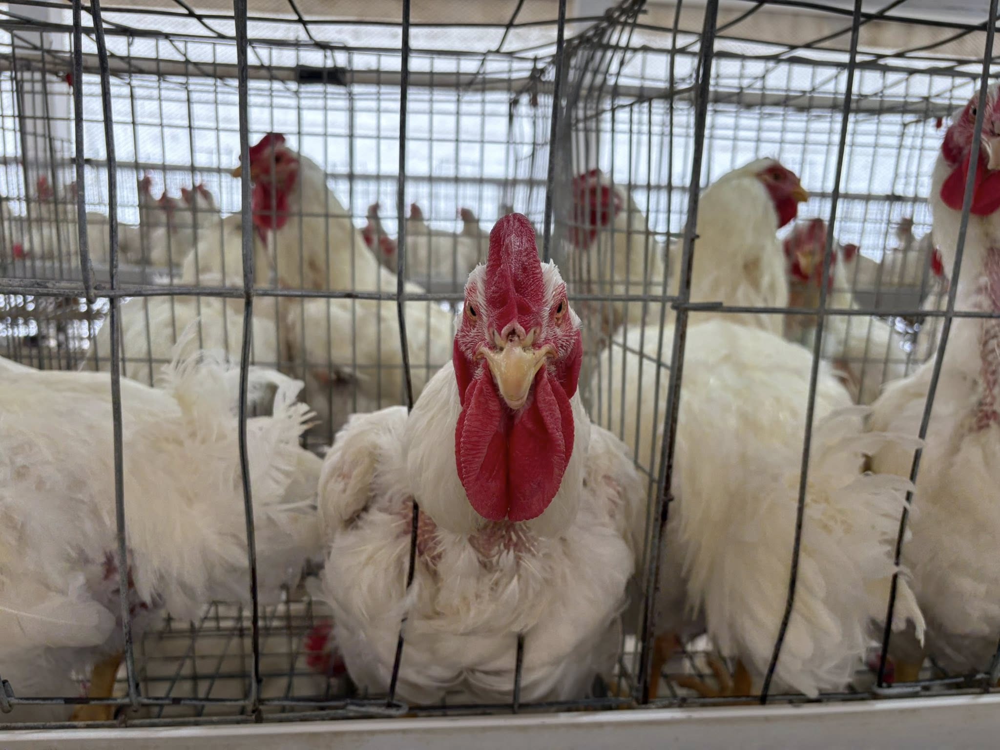 Sukhtava Chicken retail shop